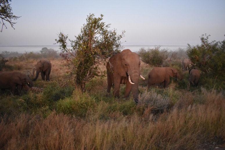 Kruger Elephants Early Morning.JPG