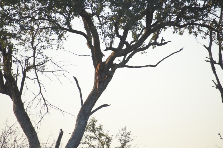 Kruger Impala in tree_Fotor