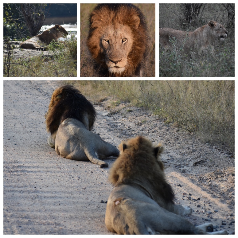 Kruger Lions Collage