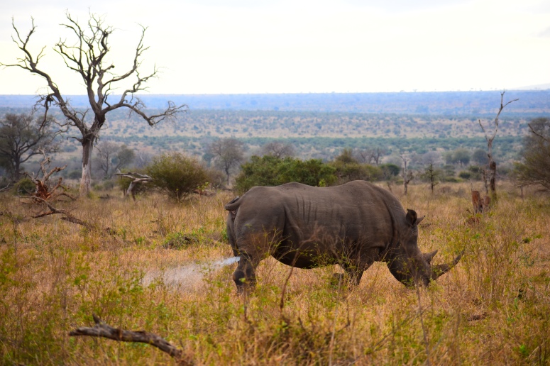 Kruger Rhino Spray