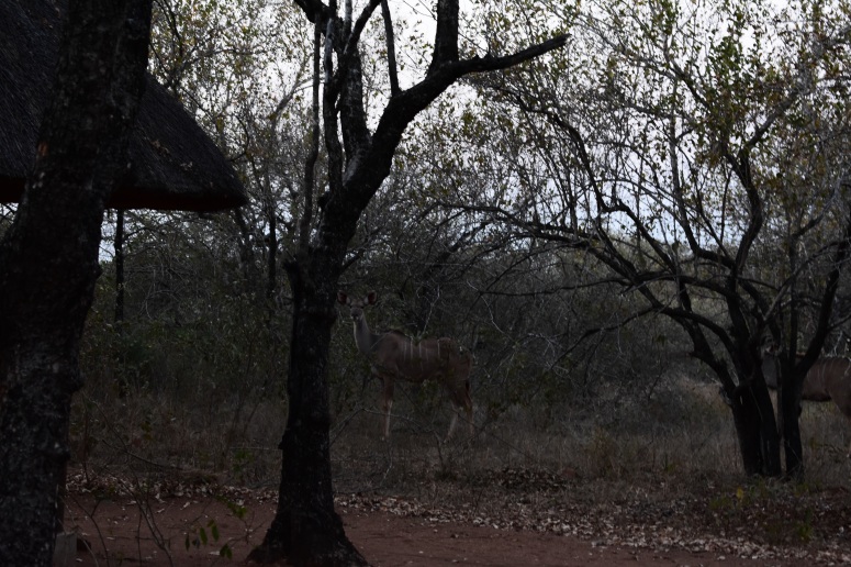 Kruger Tusk Lodge Kudu