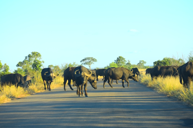 Kruger Water Buffalo Herd.JPG
